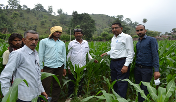 Maize front line demonstration field activities